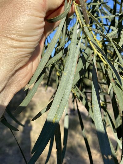 Acacia neriifolia, photographed by Greg Tasney