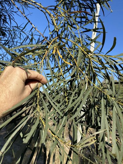 Acacia neriifolia, photographed by Greg Tasney