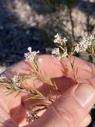 Acrothamnus melaleucoides, photographed by Greg Tasney