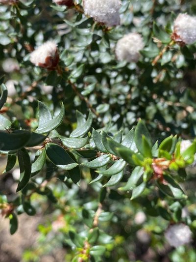 Spyridium scortechinii, photographed by Greg Tasney