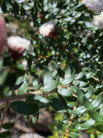 Spyridium scortechinii, photographed by Greg Tasney