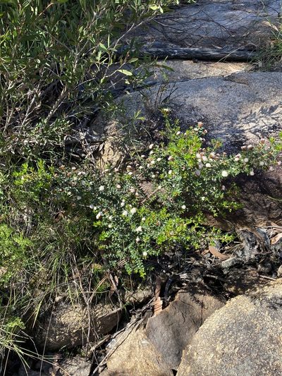 Spyridium scortechinii, photographed by Greg Tasney
