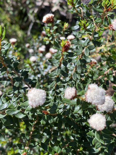 Spyridium scortechinii, photographed by Greg Tasney