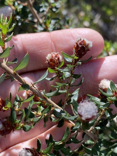 Spyridium scortechinii, photographed by Greg Tasney