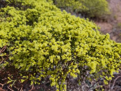Eriogonum corymbosum, photographed by Mitch Van Dyke
