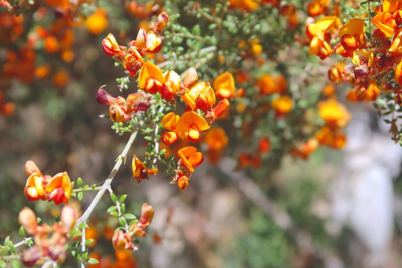 Oxylobium oxylobioides, photographed by Kiri Bee