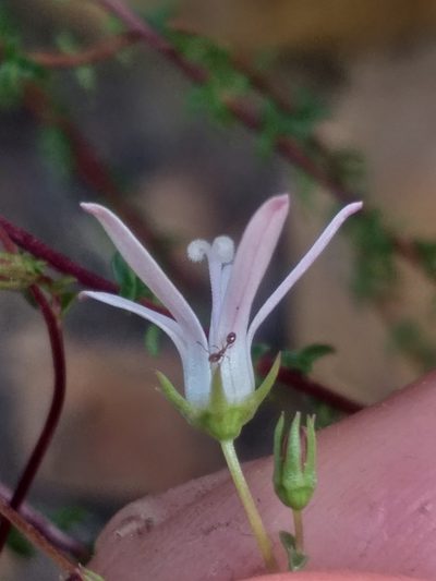 Wahlenbergia loddigesii, photographed by kevin koen