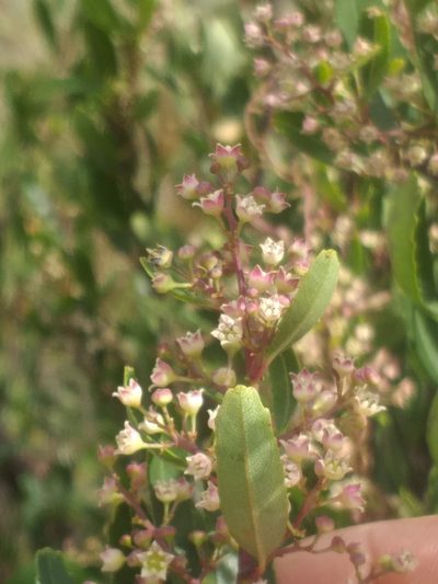 Noltea africana, photographed by kevin koen