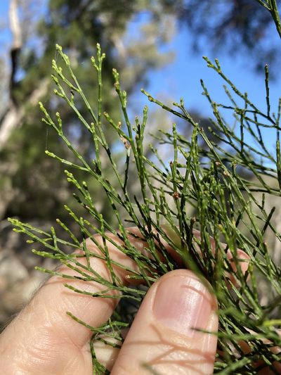 Callitris endlicheri, photographed by Greg Tasney