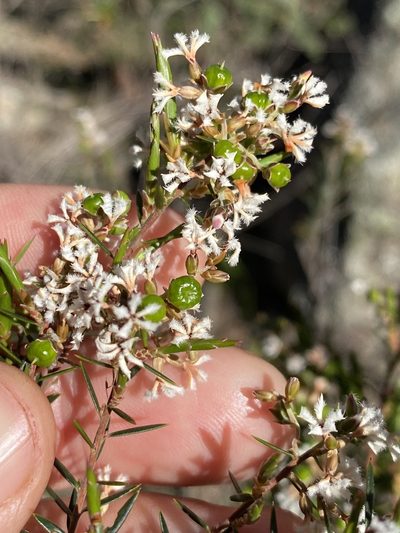 Acrothamnus melaleucoides, photographed by Greg Tasney