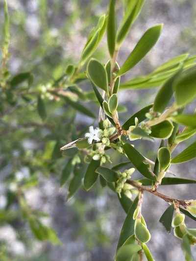 Styphelia mutica, photographed by Greg Tasney