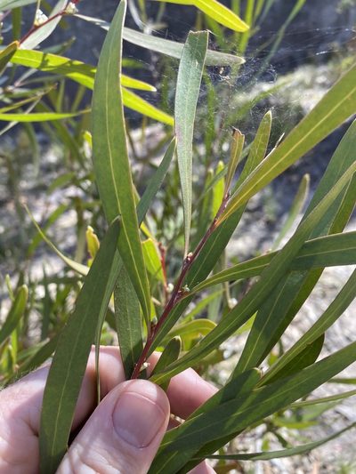 Hakea eriantha, photographed by Greg Tasney