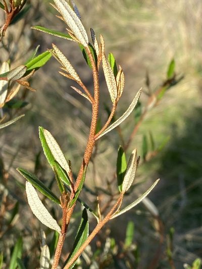 Phebalium graniticola, photographed by Greg Tasney