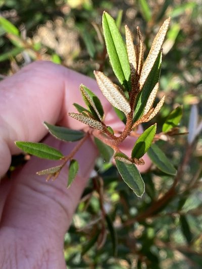 Phebalium graniticola, photographed by Greg Tasney