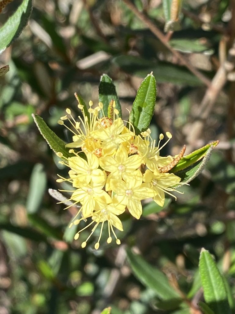 Phebalium graniticola, photographed by Greg Tasney