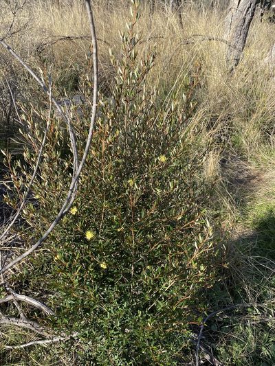Phebalium graniticola, photographed by Greg Tasney
