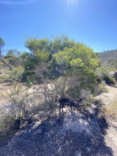 Melaleuca alternifolia, photographed by Greg Tasney