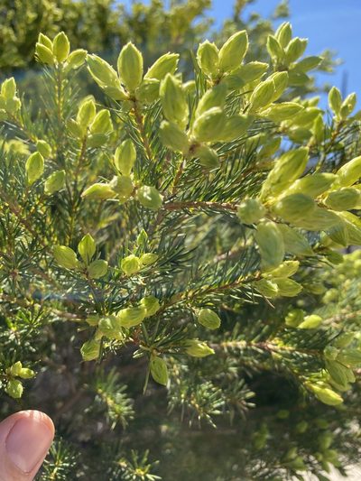 Melaleuca alternifolia, photographed by Greg Tasney