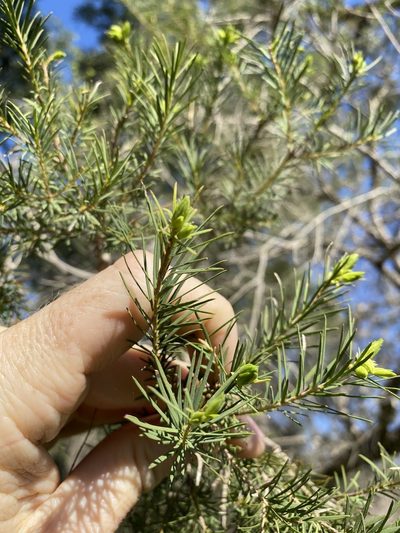 Melaleuca alternifolia, photographed by Greg Tasney
