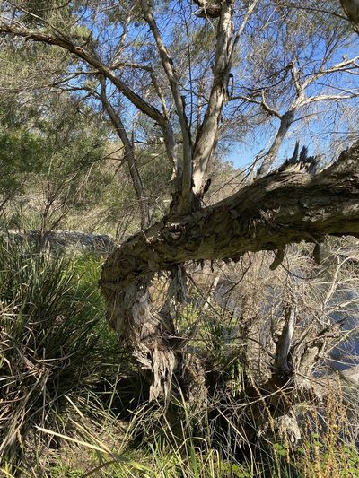 Melaleuca alternifolia, photographed by Greg Tasney