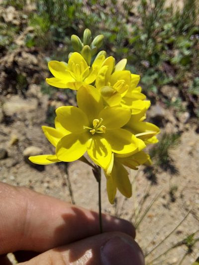 Ixia odorata, photographed by Jacques van der Merwe
