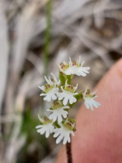 Holothrix mundii, photographed by kevin koen