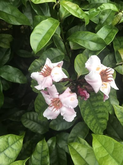 Strophanthus gratus, photographed by Saumya Dadoo