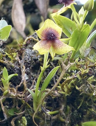 Telipogon berthae, photographed by Jean-Paul Boerekamps