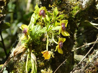 Telipogon berthae, photographed by Jean-Paul Boerekamps