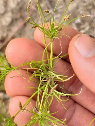 Isolepis ludwigii, photographed by kevin koen