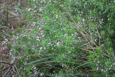 Cyanothamnus anemonifolius, photographed by Tim