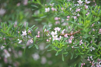 Cyanothamnus anemonifolius, photographed by Tim