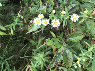 Symphyotrichum ontarionis, photographed by Elizabeth