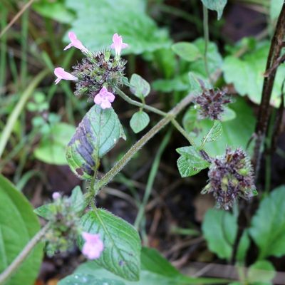 Clinopodium caucasicum, photographed by Юрий Данилевский (Yuriy Danilevsky)
