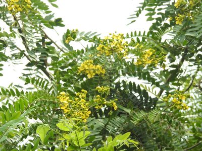Senna siamea, photographed by Raja bandi