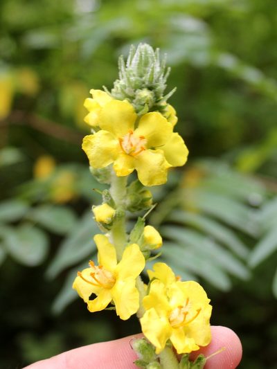 Verbascum gnaphalodes, photographed by Юрий Данилевский (Yuriy Danilevsky)