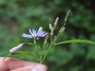 Lactuca bourgaei, photographed by Юрий Данилевский (Yuriy Danilevsky)