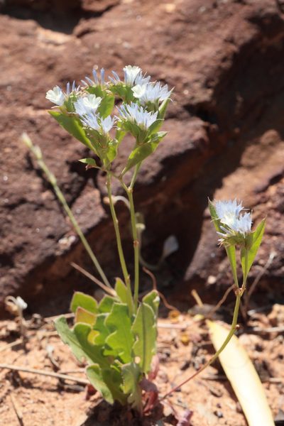 Limonium lobatum, photographed by tobyyy