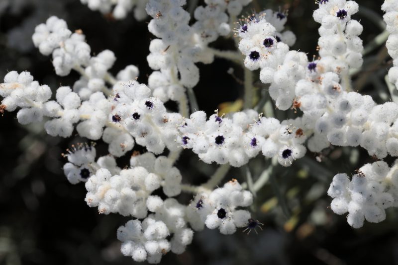 Lachnostachys eriobotrya, photographed by tobyyy