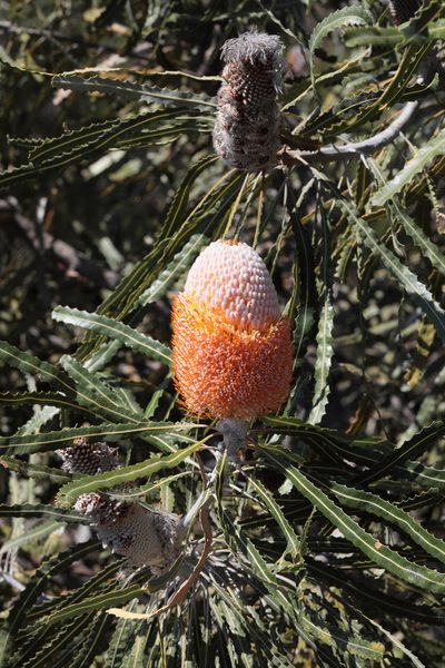 Banksia prionotes, photographed by tobyyy