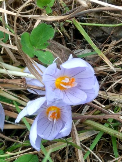 Crocus kotschyanus, photographed by SK53