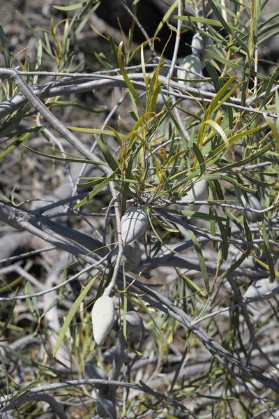 Xylomelum angustifolium, photographed by tobyyy