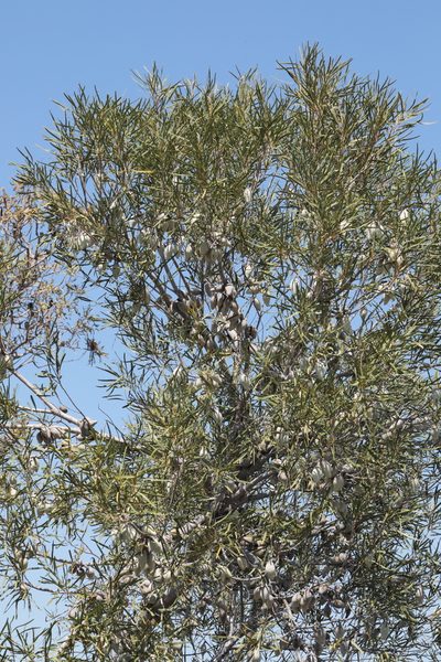 Xylomelum angustifolium, photographed by tobyyy