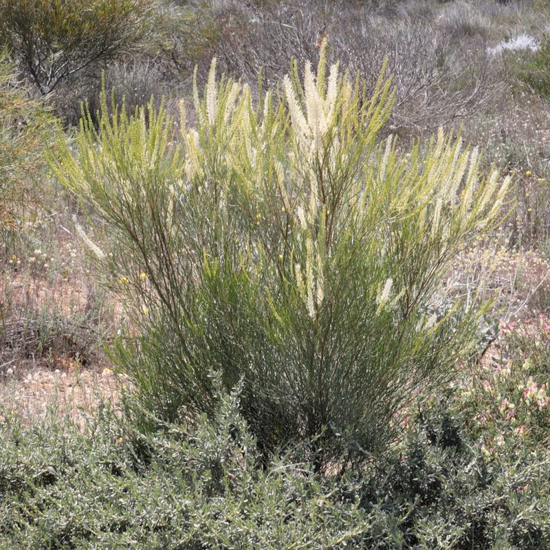 Grevillea biformis, photographed by tobyyy