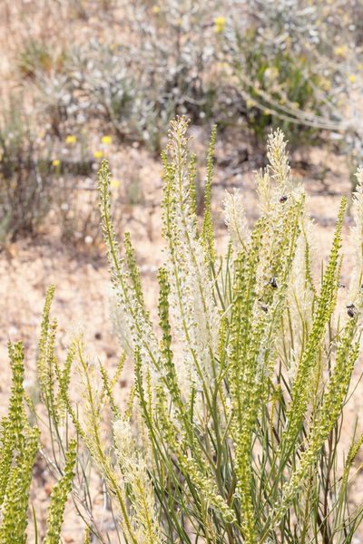 Grevillea biformis, photographed by tobyyy