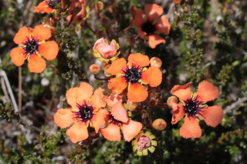 Pileanthus peduncularis, photographed by tobyyy