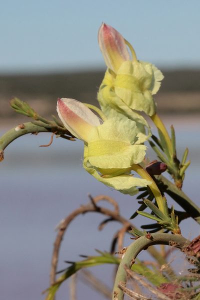 Leschenaultia linarioides, photographed by tobyyy