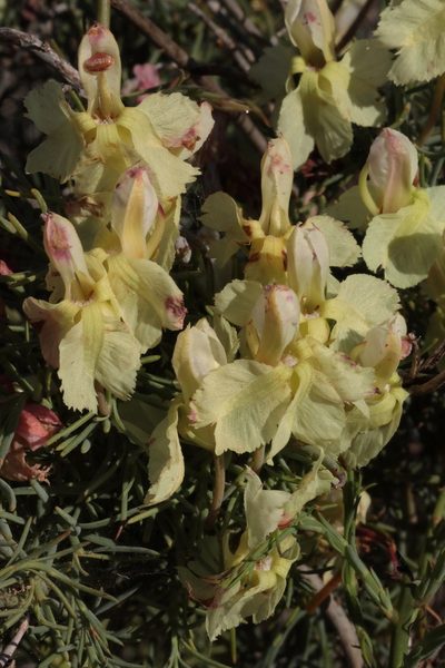 Leschenaultia linarioides, photographed by tobyyy