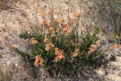 Pileanthus peduncularis, photographed by tobyyy