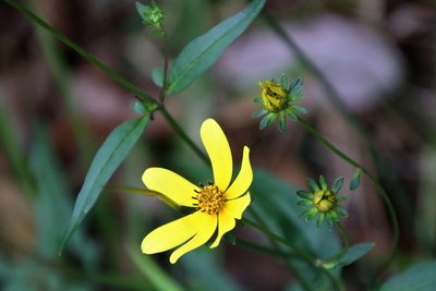 Bidens mitis, photographed by Lauren McLaurin